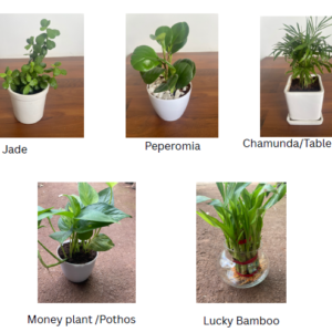Plant